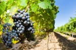 Budapest. Cruise with wine tasting (7 types)
